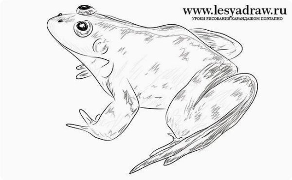 Лягушка карандашом для детей