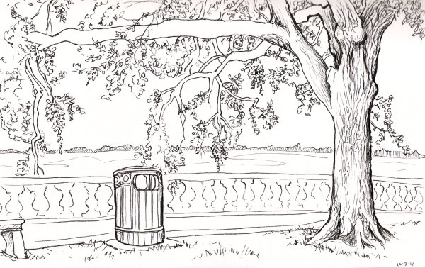 Раскраска парк с деревьями