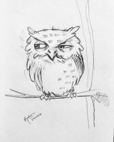 Как нарисовать сову