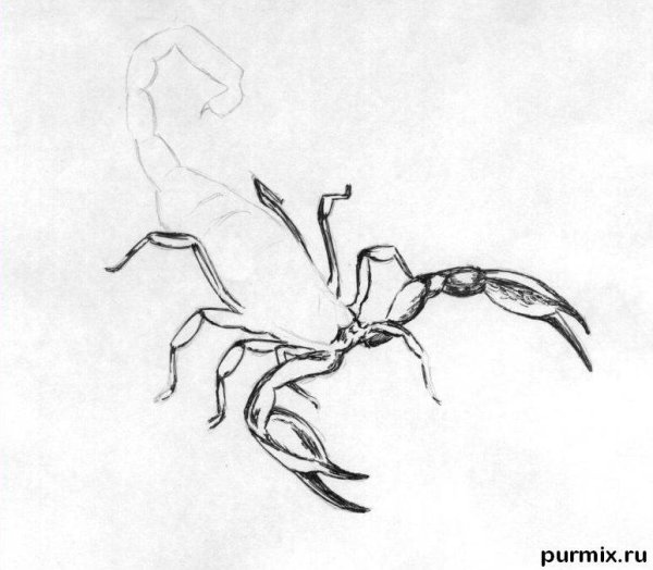 Скорпион рисунок ручкой