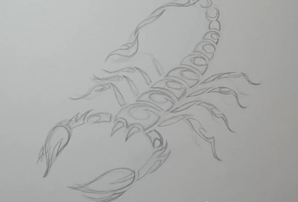 Скорпион карандашом на бумаге