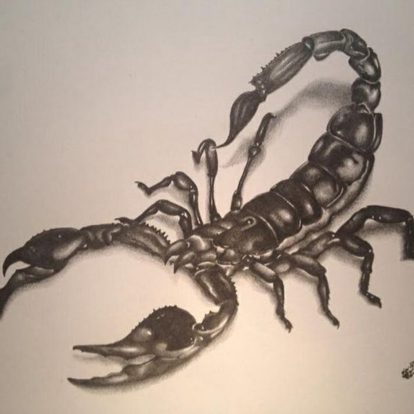 Скорпион эскиз