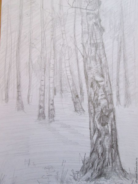 Береза карандашом