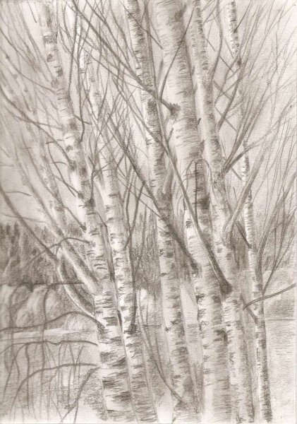 Береза набросок
