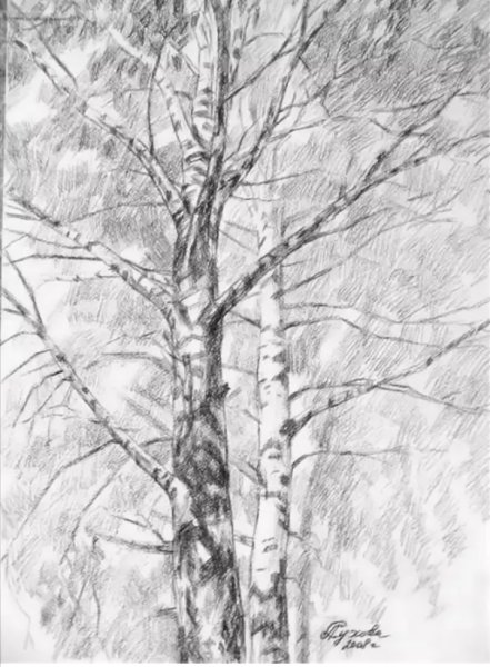 Береза набросок
