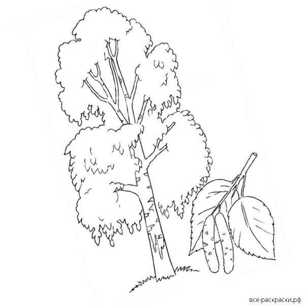 Поэтапное рисование берёзы для дошкольников