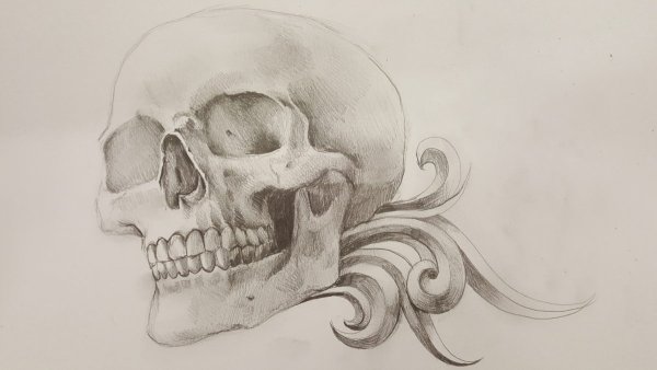 Череп рисунок карандашом