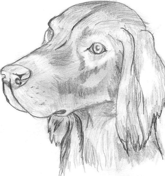 Картинки собак для срисовки