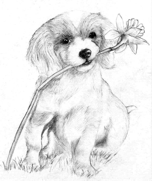 Собачка рисунок карандашом