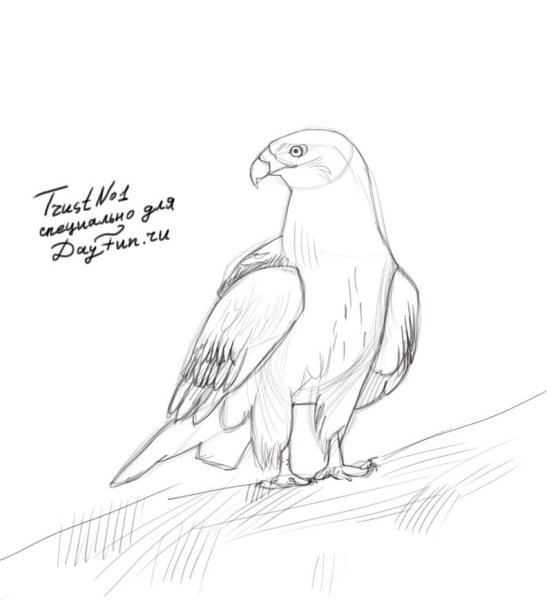 Коршун рисунок карандашом