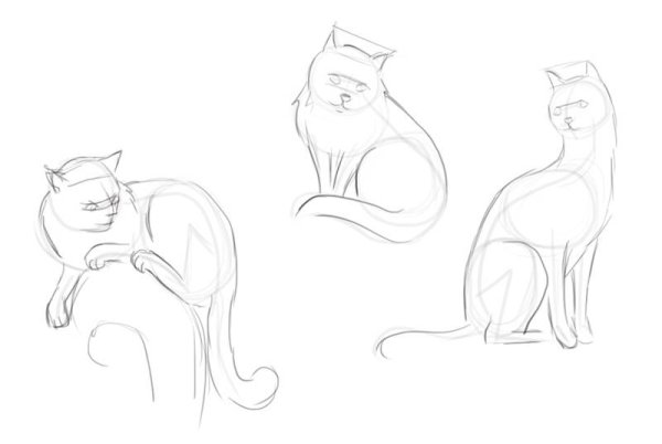 Поэтапный рисунок кошки
