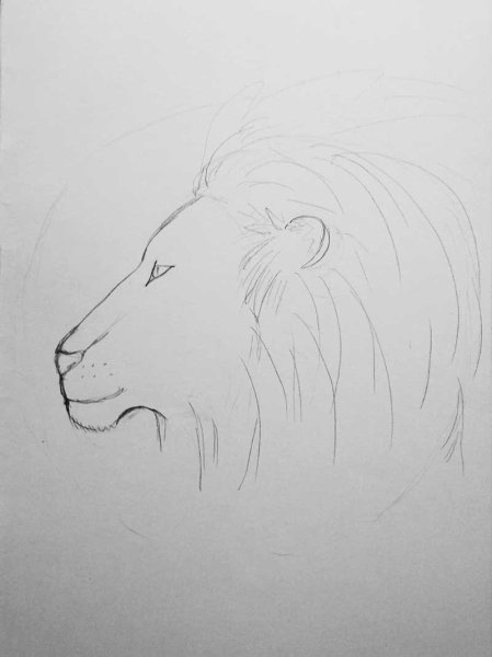 Поэтапное рисование головы Льва