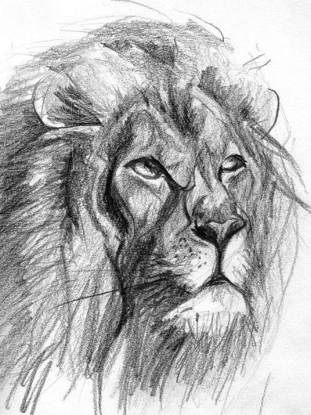 Голова Льва карандашом