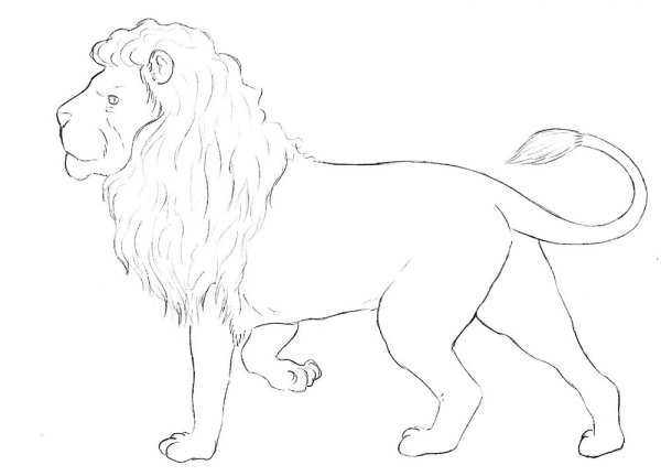 Лев карандашом