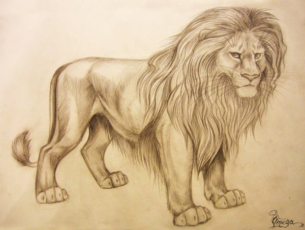 Лев карандашом
