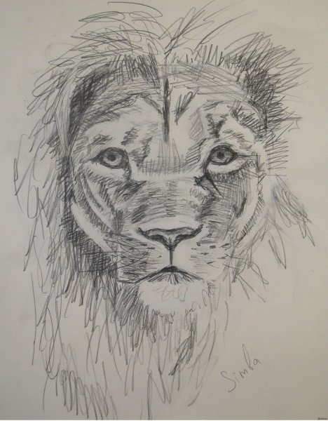 Рисунок Льва карандашом для срисовки