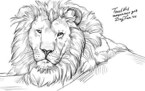 Лев рисунок
