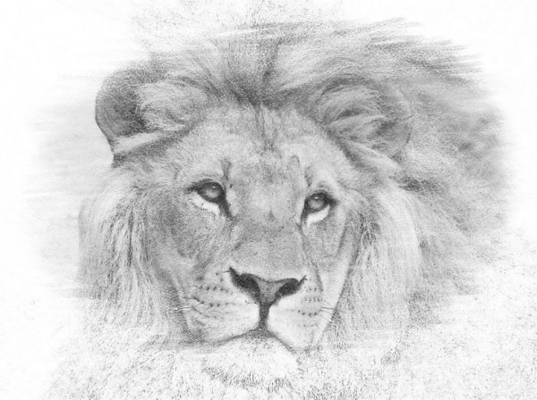 Лев рисунок карандашом для начинающих