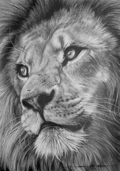 Лев карандашом пошагово
