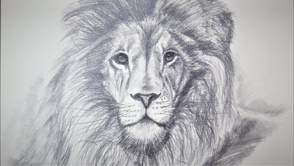 Лев набросок