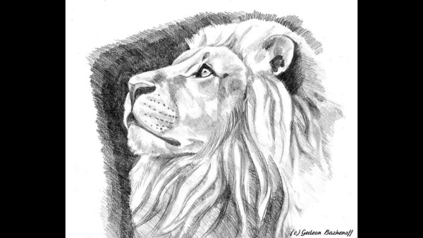 Рисунок Льва карандашом для срисовки для детей