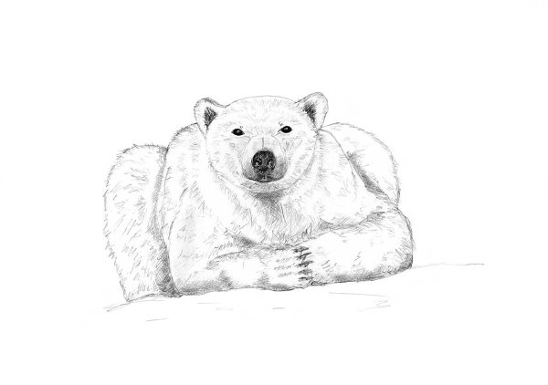 Белый медведь рисунок карандашом