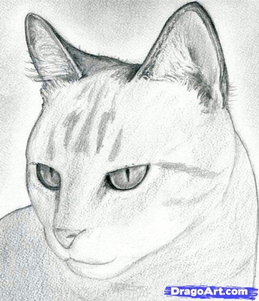 Кошка рисунок