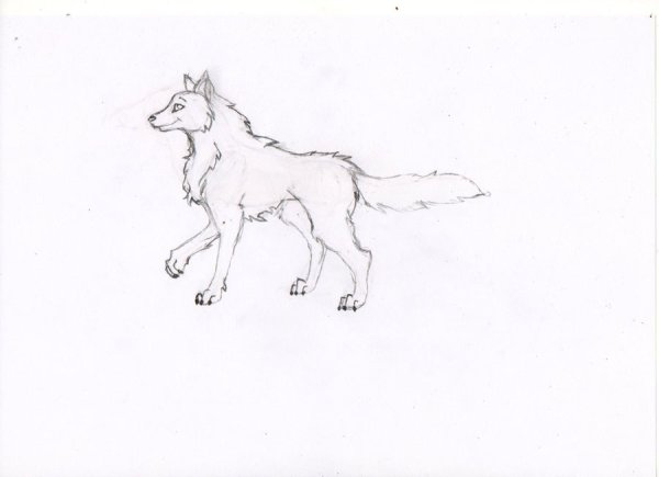 Волк рисунок
