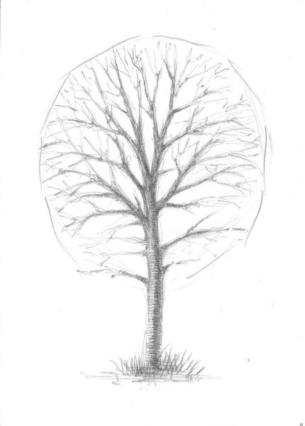 Зарисовки деревьев
