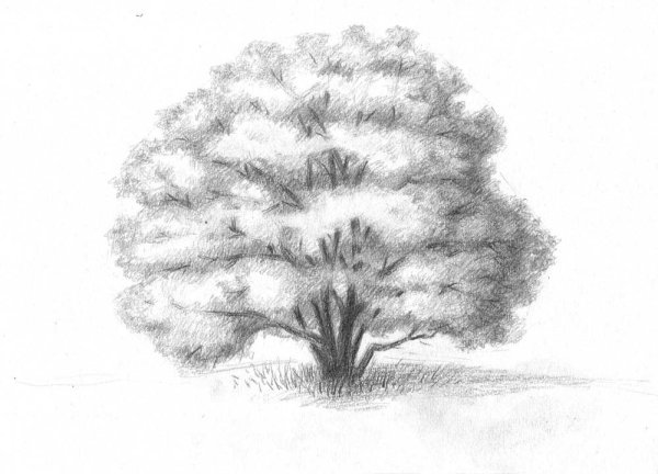 Дерево простым карандашом