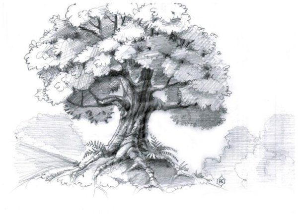 Зарисовки деревьев карандашом