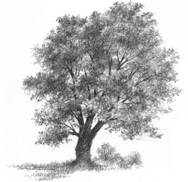 Дерево простым карандашом