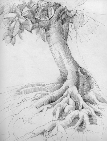 Природа карандашом