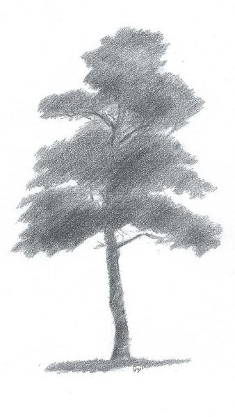 Дерево рисунок карандашом