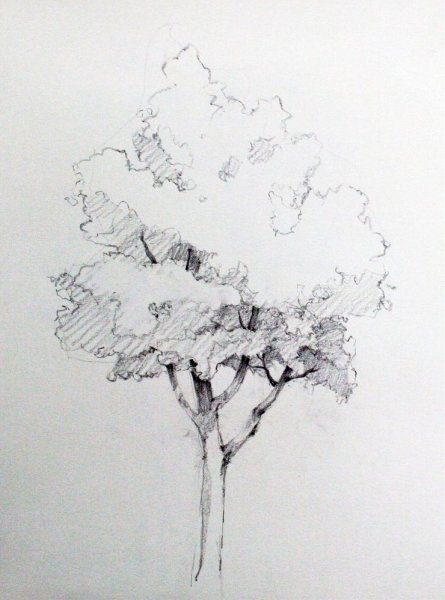 Дерево простым карандашом