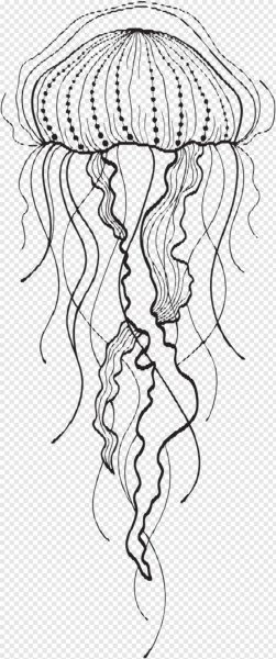 Медуза рисунок карандашом