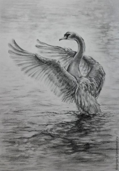 Лебедь рисунок карандашом