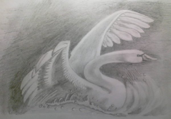 Два лебедя рисунок