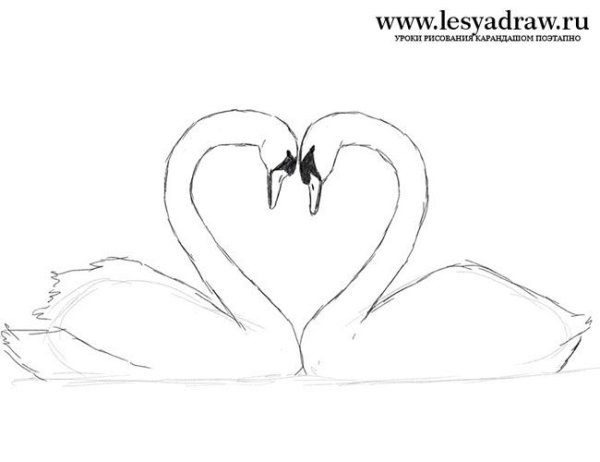 Лебедь карандашом