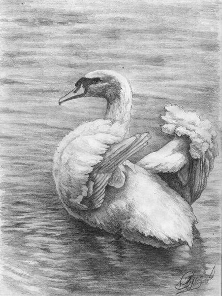 Лебедь рисунок карандашом
