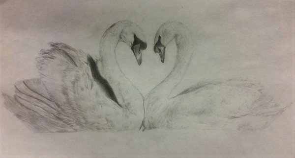 Рисунки лебедей для срисовки лёгкие и красивые