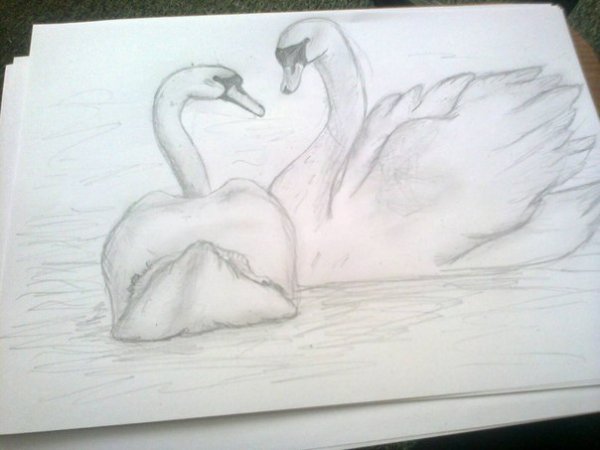 Лебедь рисунок