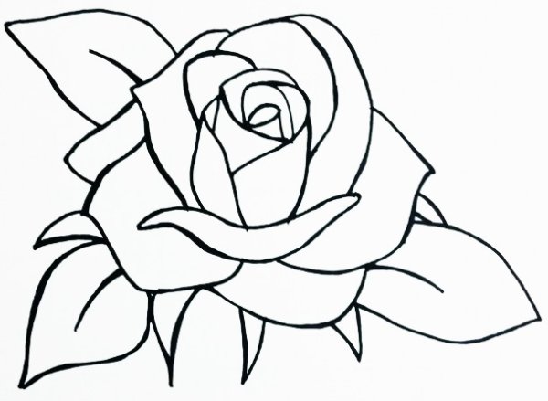 Роза нарисованная карандашом в весь экра