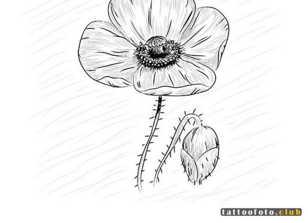 Рисунок карандашом маки цветы