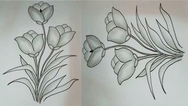 Мастер класс по рисованию цветов карандашом