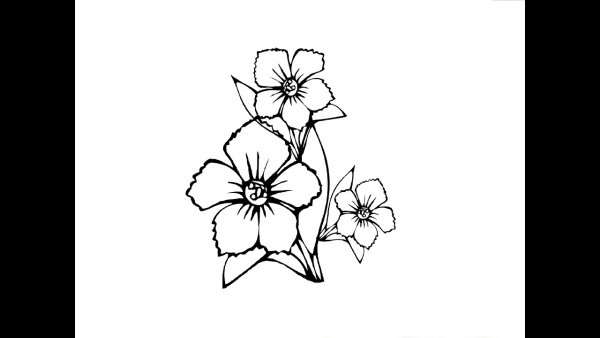 Цветок Незабудка для срисовки