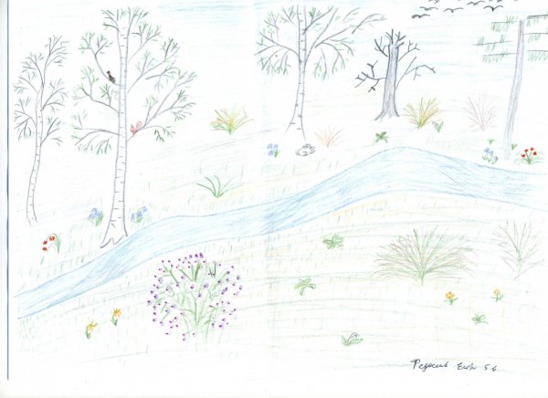 Рисунки природы