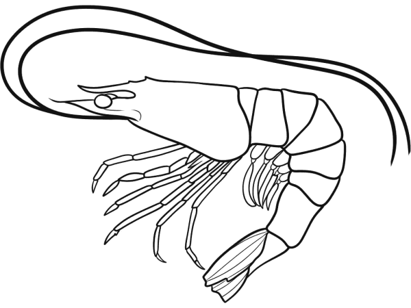 Креветка рисунок
