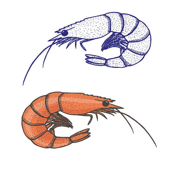 Креветка рисунок