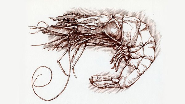 Креветка тату эскиз